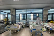 Co giật, hôn mê sâu và ngừng thở sau khi uống rượu ngâm rễ cây