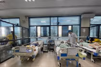 Co giật, hôn mê sâu và ngừng thở sau khi uống rượu ngâm rễ cây