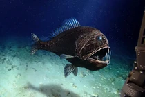 7 sinh vật kỳ lạ dưới đại dương sâu thẳm