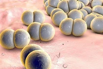 Bé trai 12 tuổi mắc bệnh do não mô cầu, cách phòng bệnh hiệu quả