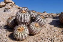 Loài xương rồng hiếm nhất trên thế giới, hình dạng "độc nhất vô nhị"