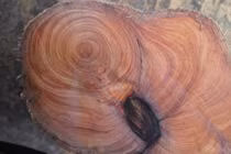 Loại gỗ quý hiếm “đắt hơn vàng” có gì đặc biệt?