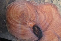 Loại gỗ quý hiếm “đắt hơn vàng” có gì đặc biệt?