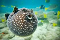 Top 8 loài cá đáng sợ bậc nhất đại dương