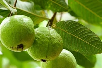 Lý do để thêm ổi và lá ổi vào chế độ ăn hàng ngày