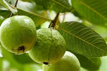 Lý do để thêm ổi và lá ổi vào chế độ ăn hàng ngày