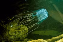 5 sinh vật biển nguy hiểm bậc nhất hành tinh