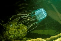 5 sinh vật biển nguy hiểm bậc nhất hành tinh