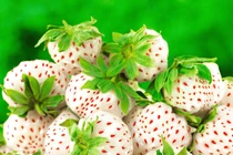 Vì sao Dâu tây Bạch Tuyết có mức giá đắt đỏ?