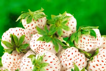 Vì sao Dâu tây Bạch Tuyết có mức giá đắt đỏ?