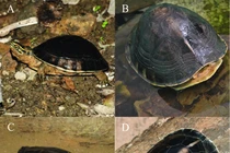 3 loài rùa độc lạ, "biến hình" thoăn thoắt khi gặp nguy hiểm