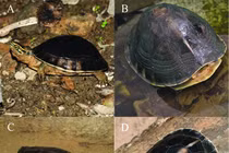 3 loài rùa độc lạ, "biến hình" thoăn thoắt khi gặp nguy hiểm