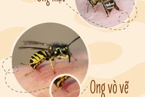 Nhiều trẻ nguy kịch vì ong đốt: Bác sĩ mách cách xử trí và phòng tránh