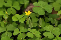 4 cây dại bất ngờ lên đời thành đặc sản, giúp nông dân “hốt bạc“