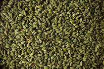 Một loại gia vị đắt đỏ bậc nhất thế giới nhưng Việt Nam có nhiều