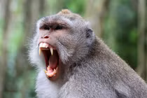 "Băng đảng" khỉ trốn thoát khỏi phòng thí nghiệm, dân lập tức làm điều này 