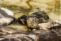 Đi thăm họ hàng, nào ngờ bé trai mất mạng trong bụng cá sấu