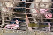 Bị bán vào lò mổ, chó mẹ ngậm con cầu cứu và cái kết ấm lòng
