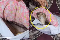 Nghe tiếng rít lạ lùng, hóa ra tử thần rắn độc nấp dưới ghế 