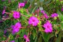  Loài cây tưởng vô dụng nào ngờ mệnh danh "vương giả thực vật"