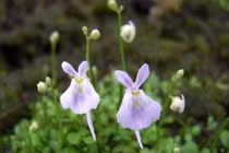 Loài cây mệnh danh sát thủ thân thiện, cực đáng yêu lại vô cùng hung hãn