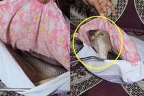 Nghe tiếng rít lạ lùng, hóa ra tử thần rắn độc nấp dưới ghế 