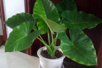 Chứng minh mình am hiểu khoa học, bé trai suýt trả giá bằng mạng sống 