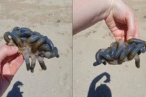 Dạo bãi biển nhặt được sinh vật lạ, hóa ra "thủy quái" cực độc