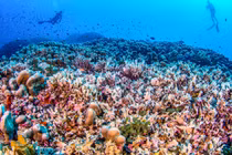 Kinh ngạc loài san hô 'khủng' nhất thế giới, lớn hơn cả cá voi xanh 