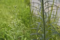 Loài cỏ là "nguyên thân kiếp trước" của chiến thần, chữa được nhiều bệnh