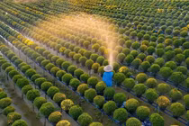 Đồng Tháp: Làng hoa Sa Đéc chuẩn bị mùa Tết