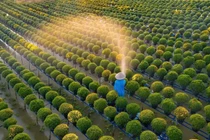 Đồng Tháp: Làng hoa Sa Đéc chuẩn bị mùa Tết