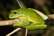 Mất mạng vì ăn dịch nhầy của ếch cây để thanh tẩy cơ thể