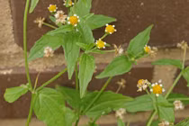 Loài cây "đa nhân cách", lúc nham hiểm khi lại là chiến binh