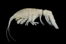 Sinh vật bóng đêm "ngoài hành tinh" lộ diện dưới biển, thế giới sửng sốt vì...