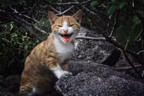 Giải mã ý nghĩa thú vị của tiếng mèo kêu: Nghe xong ai cũng giật mình! 