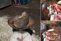 Bắt được cá trê lớn, mổ bụng ra thấy điều ghê rợn 