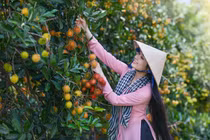 Về thăm cồn Mỹ Phước trải nghiệm du lịch xanh miệt vườn