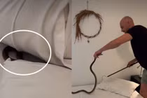 Đột nhiên thấy gối cứng, phát hiện tử thần bên trong 