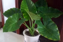 Chứng minh mình am hiểu khoa học, bé trai suýt trả giá bằng mạng sống 