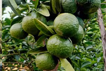 Cam sành rớt giá thảm chỉ còn 2.000 đồng/kg 