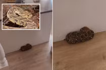 Thấy khăn hoa trên mặt đất, định nhặt lên hóa ra loài vật cực độc