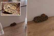 Thấy khăn hoa trên mặt đất, định nhặt lên hóa ra loài vật cực độc