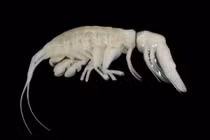 Sinh vật bóng đêm "ngoài hành tinh" lộ diện dưới biển, thế giới sửng sốt vì...