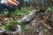 Chàng trai đi làm mãi không về, hóa ra bị trăn khổng lồ nuốt chửng