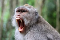 "Băng đảng" khỉ trốn thoát khỏi phòng thí nghiệm, dân lập tức làm điều này 