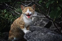 Giải mã ý nghĩa thú vị của tiếng mèo kêu: Nghe xong ai cũng giật mình! 