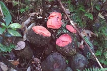  Trông như cục đá, loài cây này lại có tác dụng thần kỳ