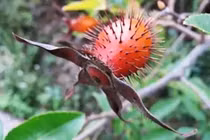 Loài cây quả như chiếc chùy, trông xấu xí nhưng lại cực ngon và bổ 