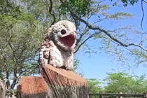 Bí ẩn loài 'chim ma' rừng rậm, tiếng kêu như trẻ lạc mẹ 